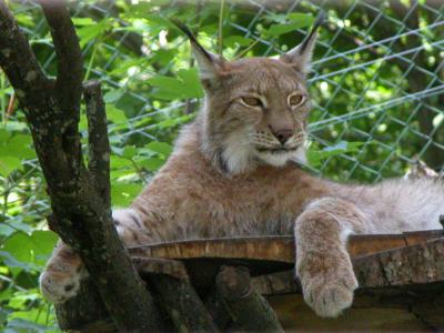 Zoo Hellbrunn in Salzburg